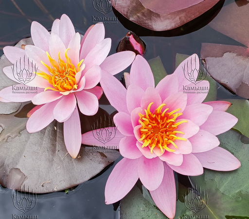Кувшинка "Rosennymphe" (Розанимфа)