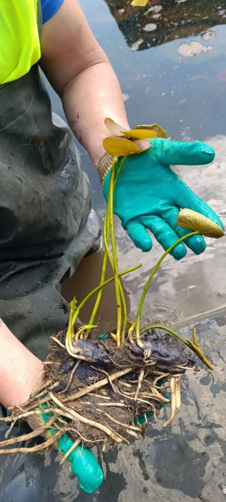 кувшинку достали из воды