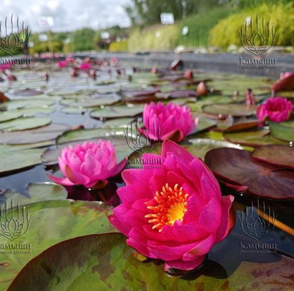 Кувшинка "James Brydon" (Джэймс Брайдон)