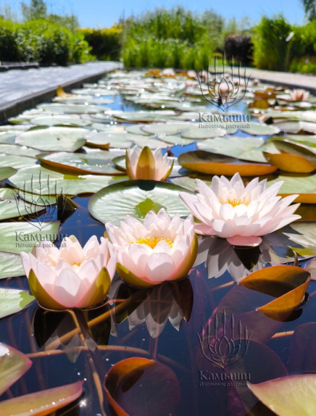 Кувшинка "Marliacea Carnea" (Марлиацея Карнея)