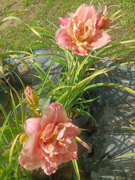 Лилейник гибридный Congo Coral