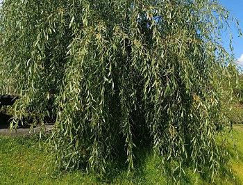 Ива Плакучий Гном