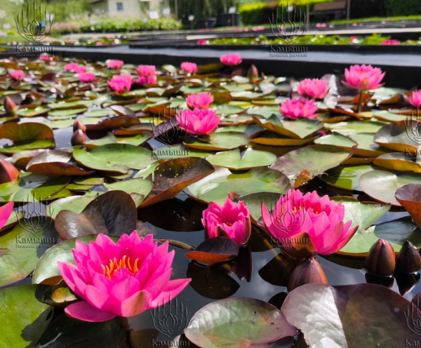 Кувшинка "James Brydon" (Джэймс Брайдон)