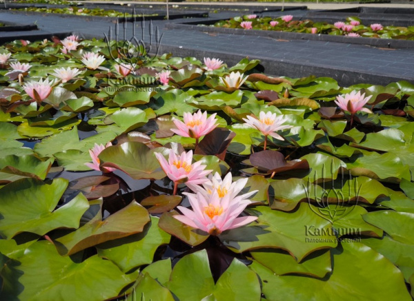 Кувшинка "Rosennymphe" (Розанимфа)