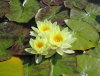 Кувшинка "Marliacea Chromatella" (Марлиацея Хромателла)