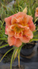 Лилейник гибридный Congo Coral