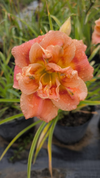 Лилейник гибридный Congo Coral
