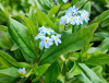 Незабудка болотная Semperflorens
