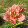 Лилейник гибридный Congo Coral
