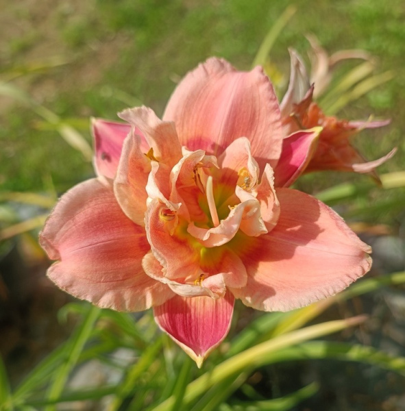 Лилейник гибридный Congo Coral