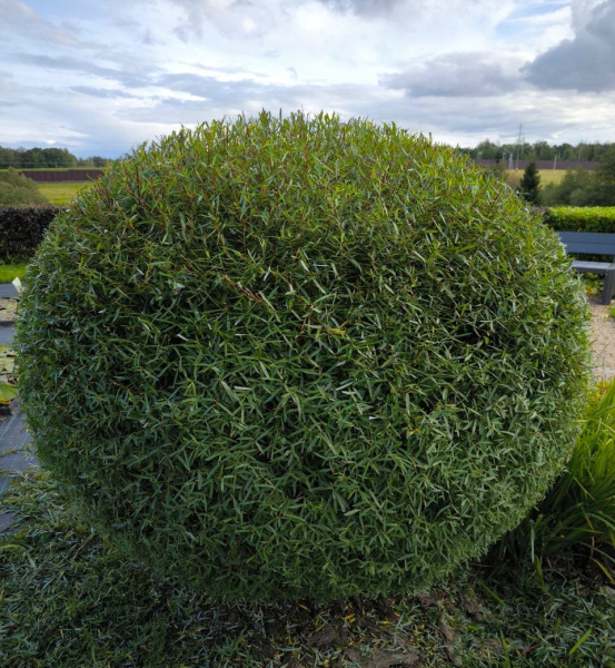 Ива пурпурная Нана