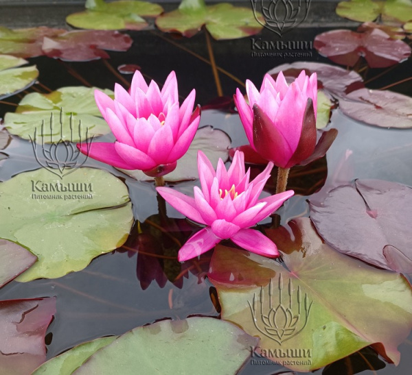 Кувшинка "Yuh-Ling" (Юх Линг)