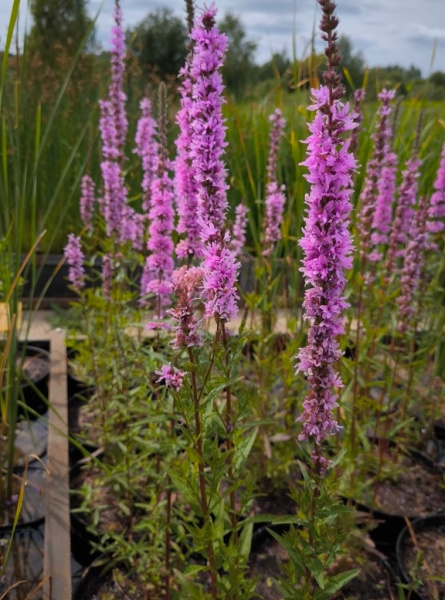 Дербенник иволистный Rote Hybriden