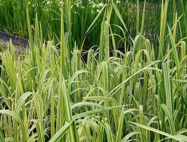 Манник большой Variegata