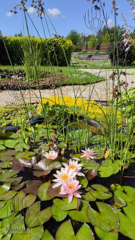 Кувшинка "Rosennymphe" (Розанимфа)