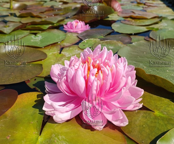 Кувшинка "Lily Pons" (Лили Понс)