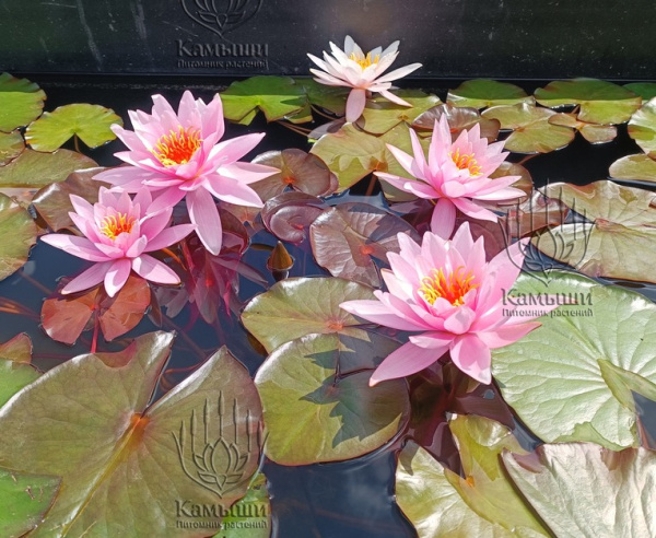 Кувшинка "Rosennymphe" (Розанимфа)