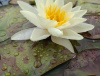 Кувшинка "Marliacea Chromatella" (Марлиацея Хромателла)