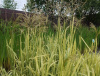 Манник большой Variegata