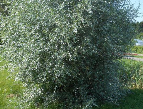 Ива белая серебристая