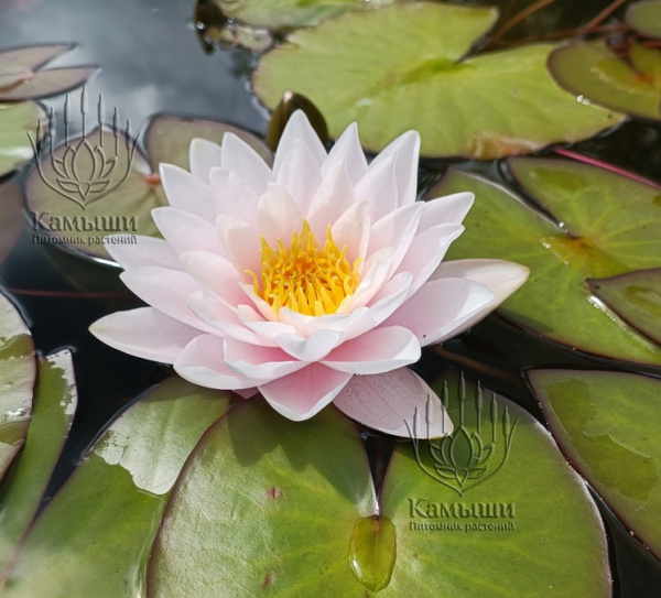 Кувшинка "Marliacea Carnea" (Марлиацея Карнея)