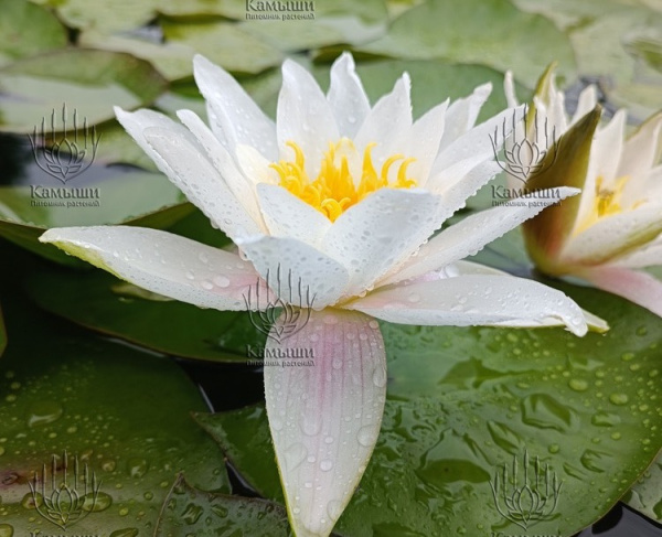 Кувшинка "Marliacea Albida" (Марлиацея Альбида)