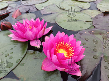 Кувшинка "James Brydon" (Джэймс Брайдон)