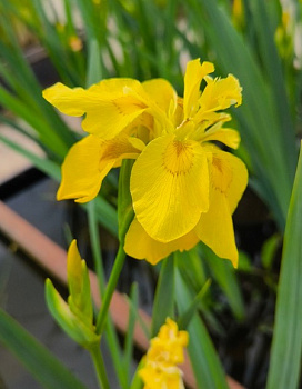 Ирис аировидный Flore Pleno
