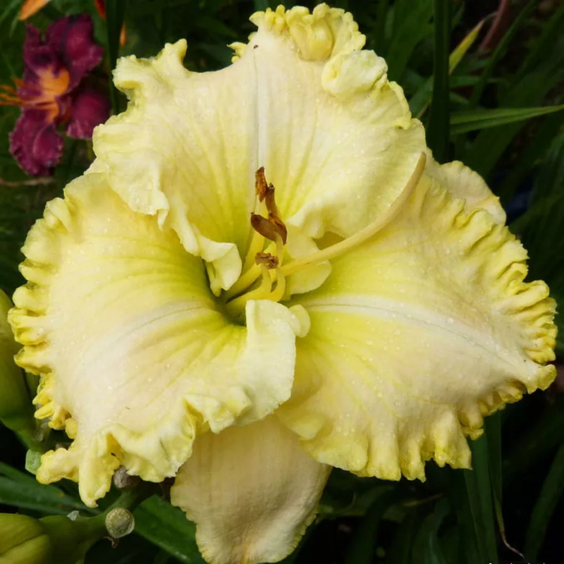 Лилейник гибридный Finders Keepers