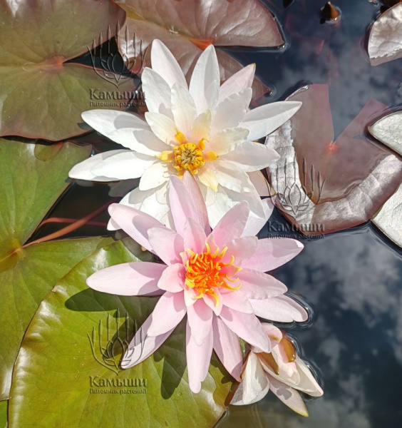 Кувшинка "Rosennymphe" (Розанимфа)