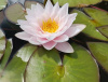 Кувшинка "Marliacea Carnea" (Марлиацея Карнея)