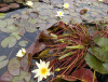 Кувшинка "Marliacea Chromatella" (Марлиацея Хромателла)
