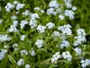 Незабудка болотная Semperflorens