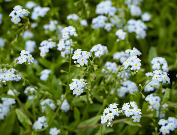 Незабудка болотная Semperflorens