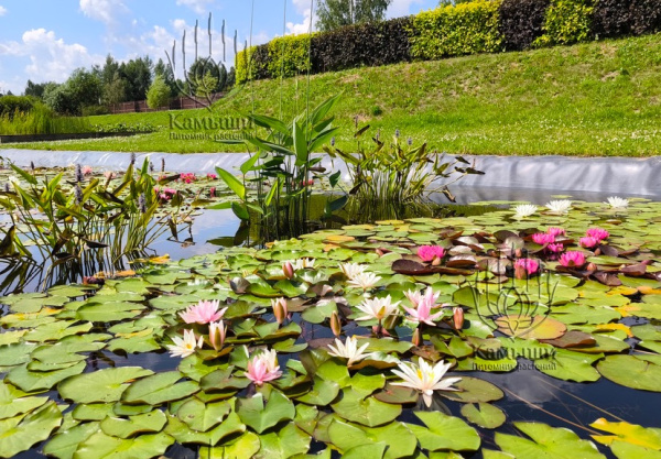 Кувшинка "Rosennymphe" (Розанимфа)