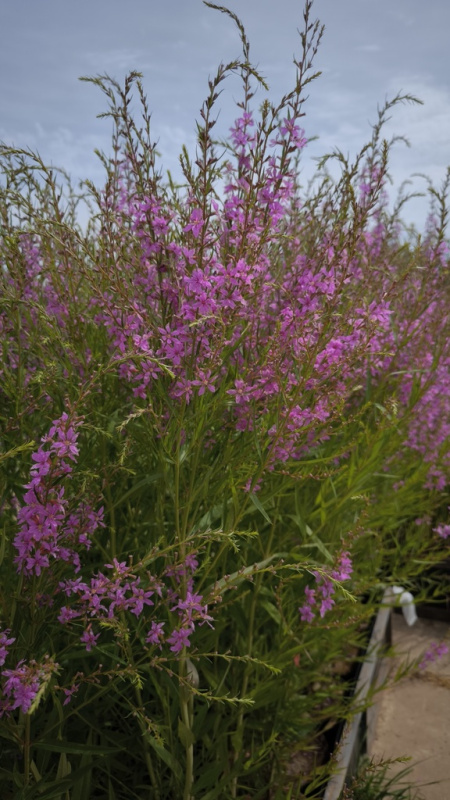 Дербенник иволистный Morden Pink
