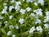 Незабудка болотная Semperflorens