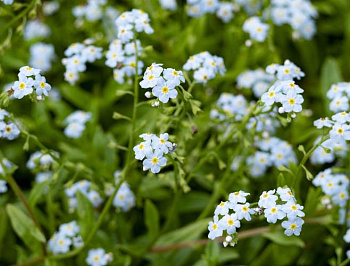 Незабудка болотная Semperflorens
