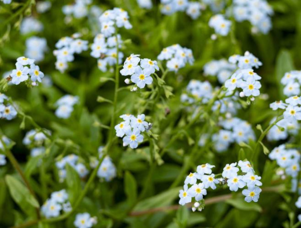 Незабудка болотная Semperflorens