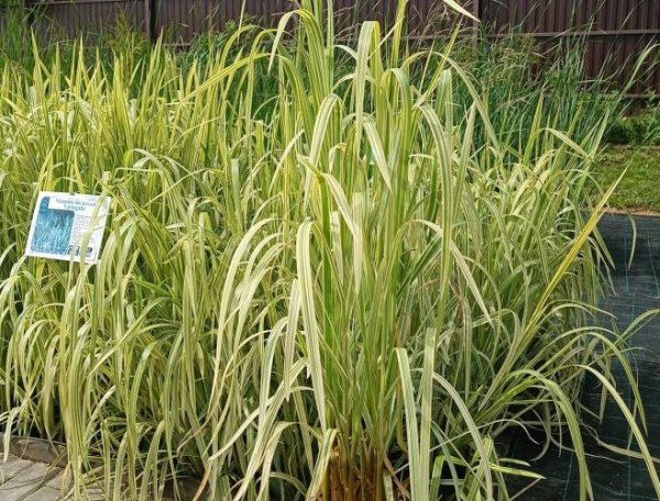 Манник большой Variegata