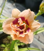 Лилейник гибридный Roswitha