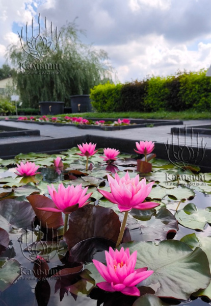 Кувшинка "Yuh-Ling" (Юх Линг)