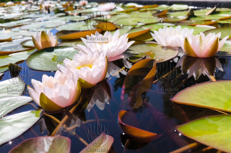 Кувшинка "Marliacea Carnea" (Марлиацея Карнея)