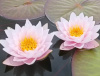 Кувшинка "Marliacea Carnea" (Марлиацея Карнея)