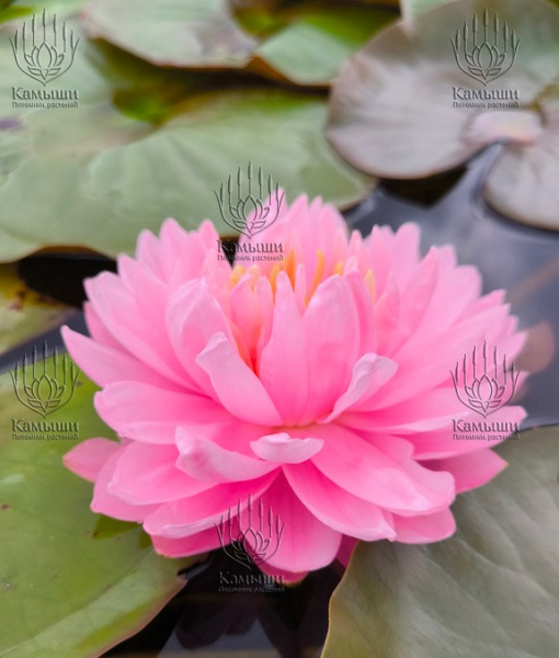 Кувшинка "Lily Pons" (Лили Понс)