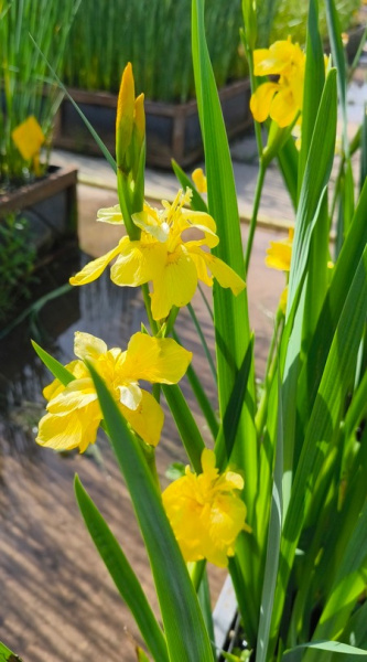 Ирис аировидный Flore Pleno