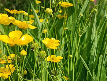 Лютик длиннолистный Grandiflora