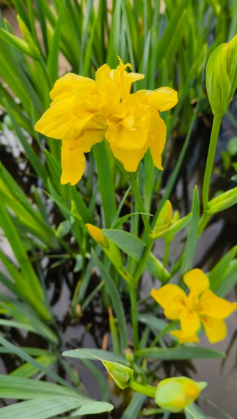 Ирис аировидный Flore Pleno
