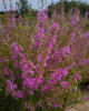 Дербенник иволистный Morden Pink