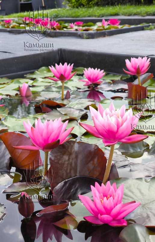 Кувшинка "Yuh-Ling" (Юх Линг)